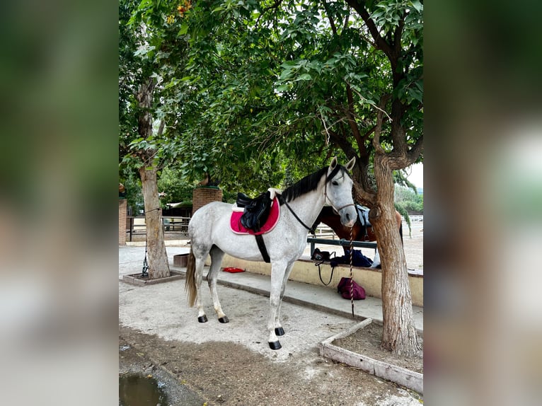 Andalusier Mix Stute 11 Jahre 160 cm Schimmel in Coin