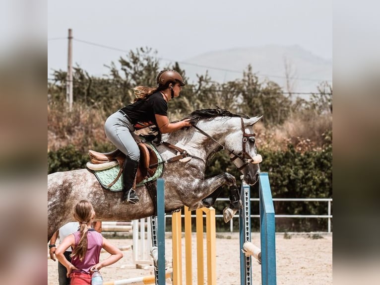 Andalusier Mix Stute 11 Jahre 160 cm Schimmel in Coin