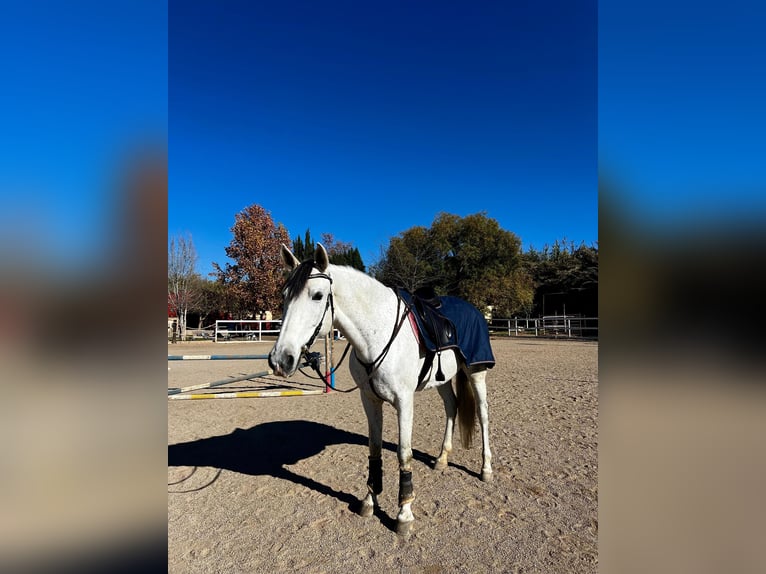 Andalusier Mix Stute 11 Jahre 160 cm Schimmel in Coin