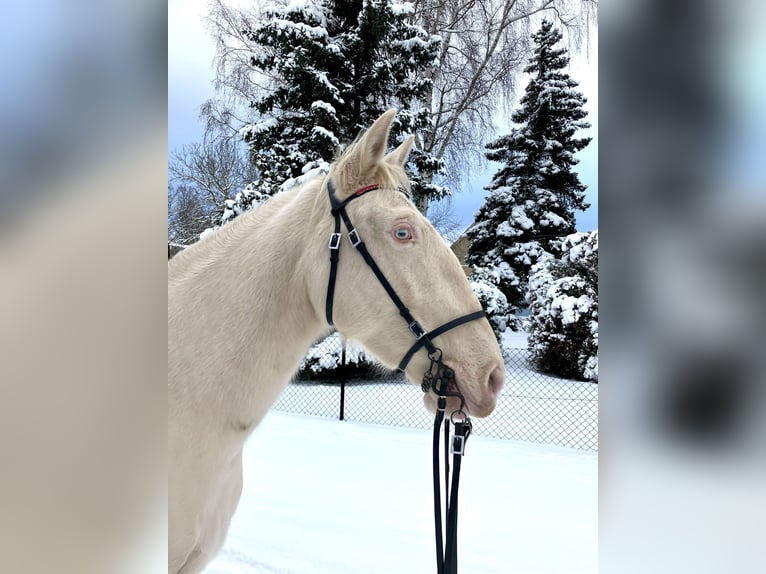 Andalusier Stute 11 Jahre 162 cm Perlino in Schmachtenhagen