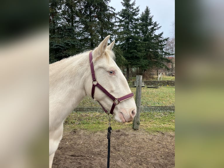 Andalusier Stute 11 Jahre 162 cm Perlino in Schmachtenhagen