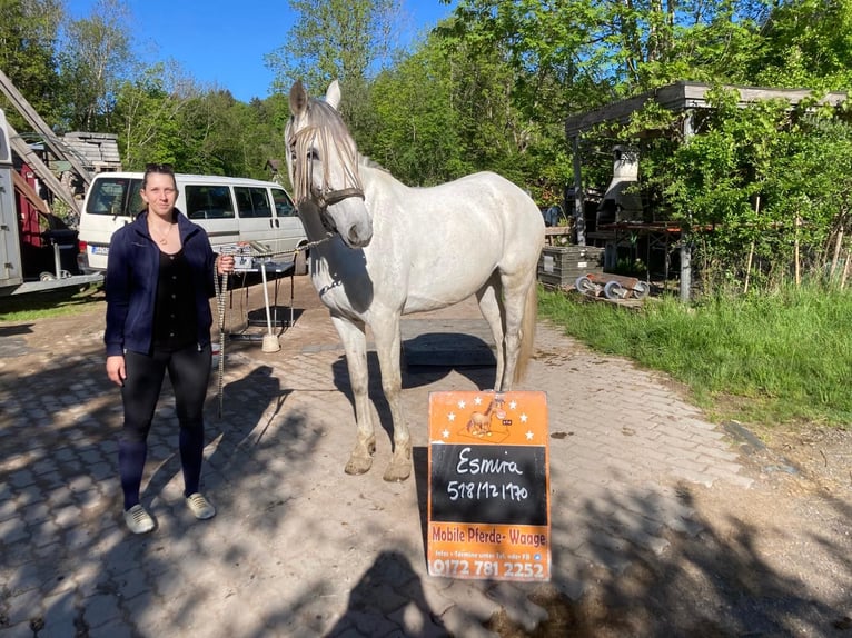 Andalusier Stute 11 Jahre 170 cm Schimmel in Waltenhofen