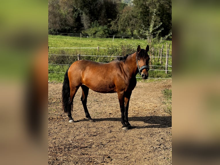 Andalusier Stute 11 Jahre Brauner in Bad Bellingen