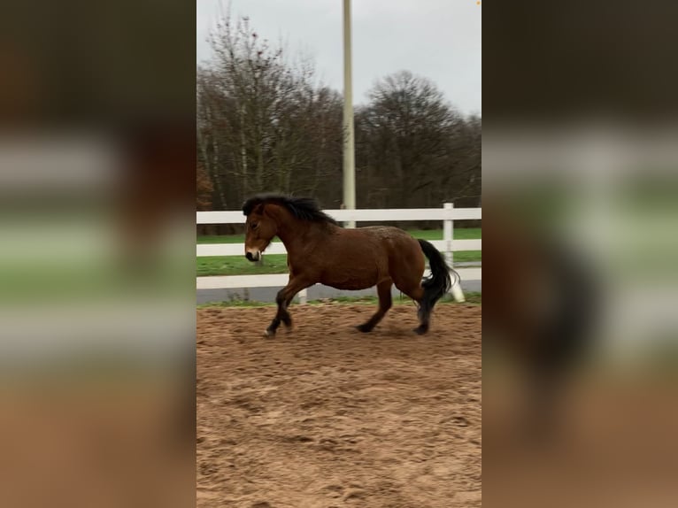 Andalusier Mix Stute 12 Jahre 145 cm Brauner in Langenfeld