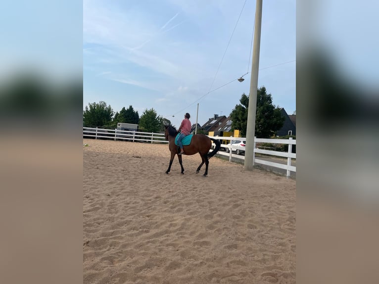 Andalusier Mix Stute 12 Jahre 145 cm Brauner in Langenfeld