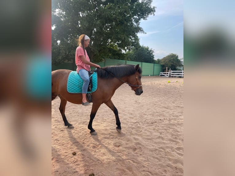 Andalusier Mix Stute 12 Jahre 145 cm Brauner in Langenfeld