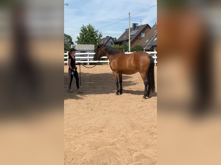 Andalusier Mix Stute 12 Jahre 145 cm Brauner in Langenfeld