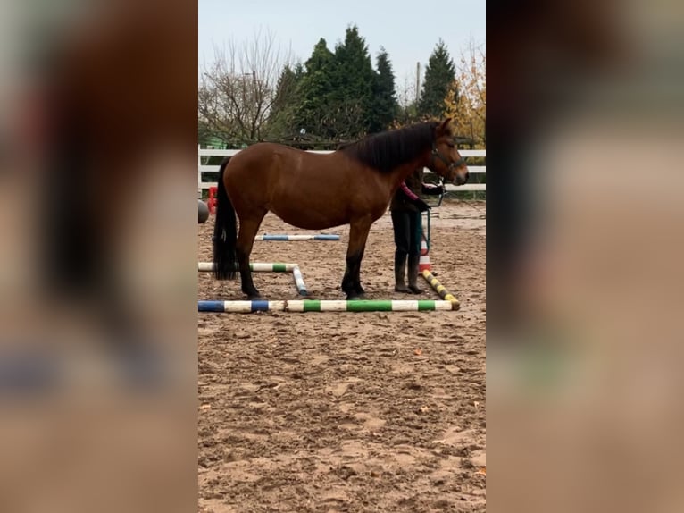 Andalusier Mix Stute 12 Jahre 145 cm Brauner in Langenfeld