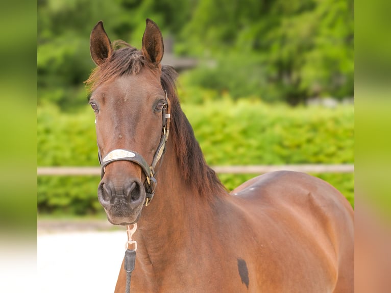 Andalusier Stute 12 Jahre 150 cm Brauner in Neustadt (Wied)
