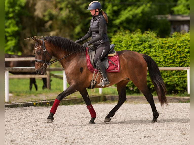 Andalusier Stute 12 Jahre 150 cm Brauner in Neustadt (Wied)