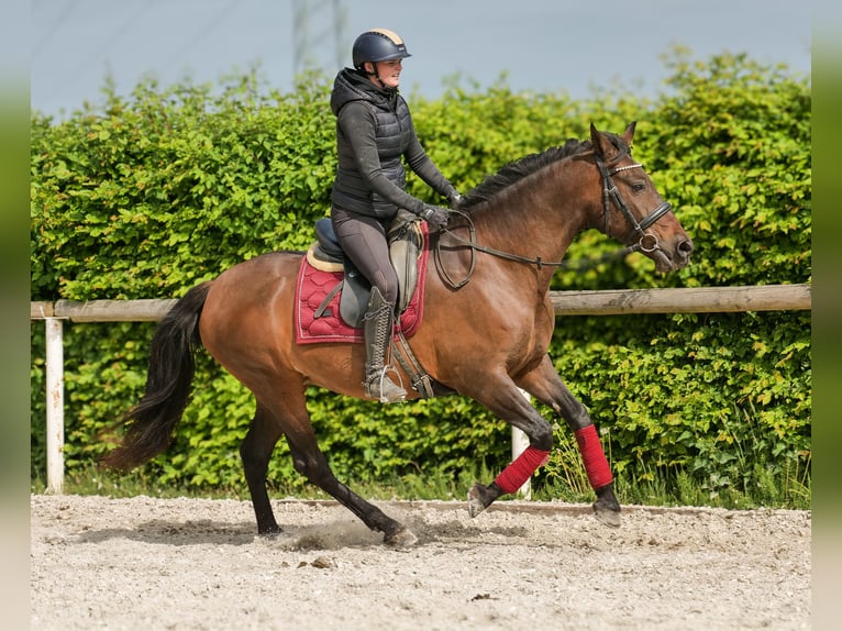 Andalusier Stute 12 Jahre 150 cm Brauner in Neustadt (Wied)