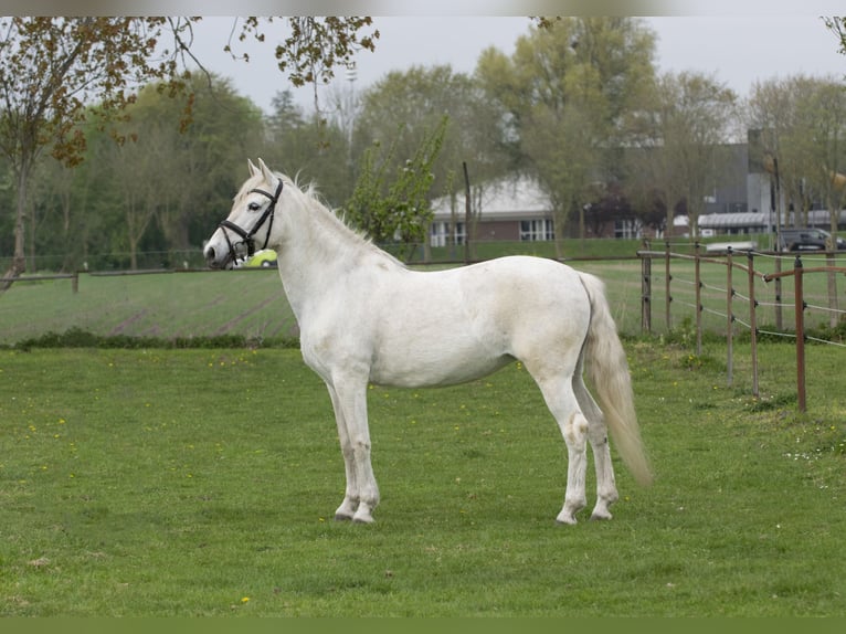 Andalusier Stute 12 Jahre 152 cm White in Middelharnis