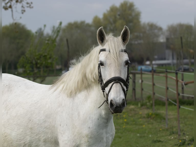 Andalusier Stute 12 Jahre 152 cm White in Middelharnis