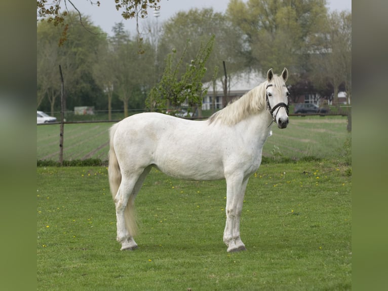 Andalusier Stute 12 Jahre 152 cm White in Middelharnis