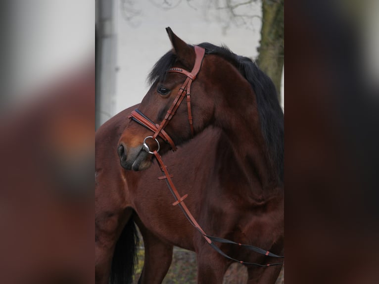 Andalusier Stute 12 Jahre 153 cm Brauner in Schwäbisch Gmünd