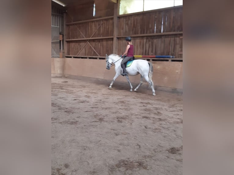 Andalusier Stute 12 Jahre 160 cm Schimmel in Mühlacker