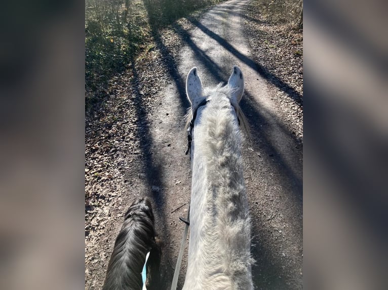 Andalusier Stute 12 Jahre 160 cm Schimmel in Mühlacker