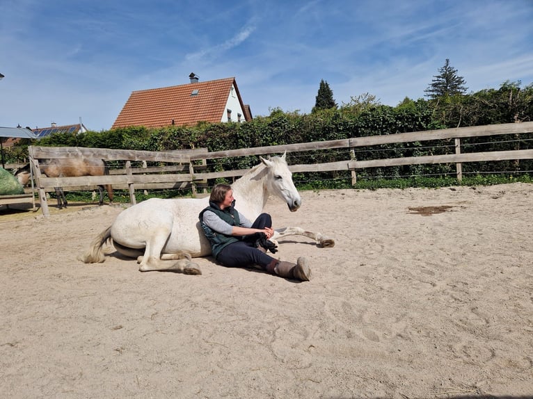 Andalusier Stute 12 Jahre 160 cm Schimmel in Mühlacker