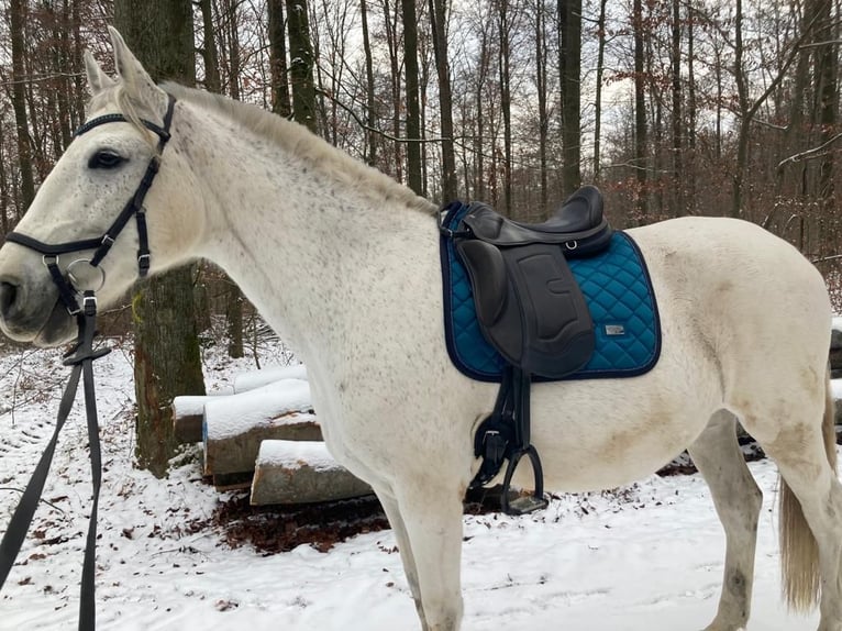 Andalusier Stute 12 Jahre 160 cm Schimmel in Mühlacker