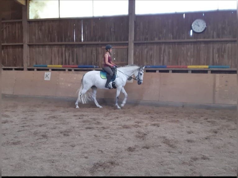 Andalusier Stute 12 Jahre 160 cm Schimmel in Mühlacker