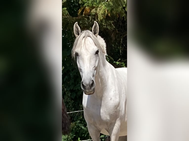 Andalusier Stute 12 Jahre 160 cm Schimmel in Mühlacker