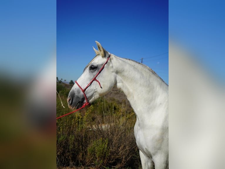 Andalusier Stute 12 Jahre 163 cm White in Corona, CA