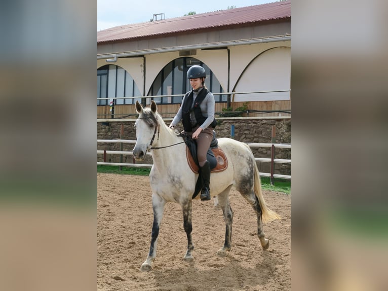 Andalusier Stute 12 Jahre 164 cm Apfelschimmel in Lardero