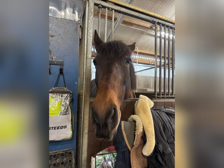 Andalusier Mix Stute 12 Jahre 168 cm Brauner in Burgthann