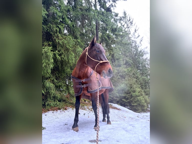 Andalusier Mix Stute 12 Jahre 168 cm Brauner in Burgthann