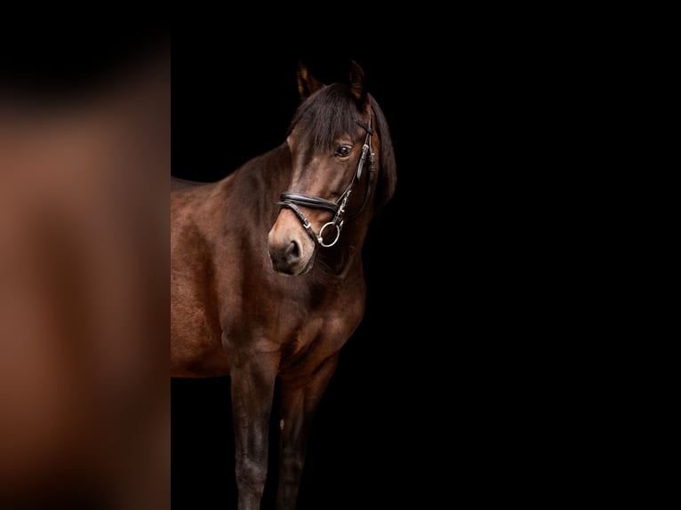 Andalusier Mix Stute 12 Jahre 168 cm Brauner in Burgthann