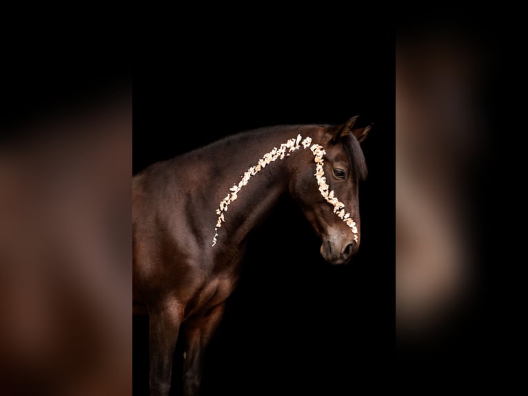 Andalusier Mix Stute 12 Jahre 168 cm Brauner in Burgthann