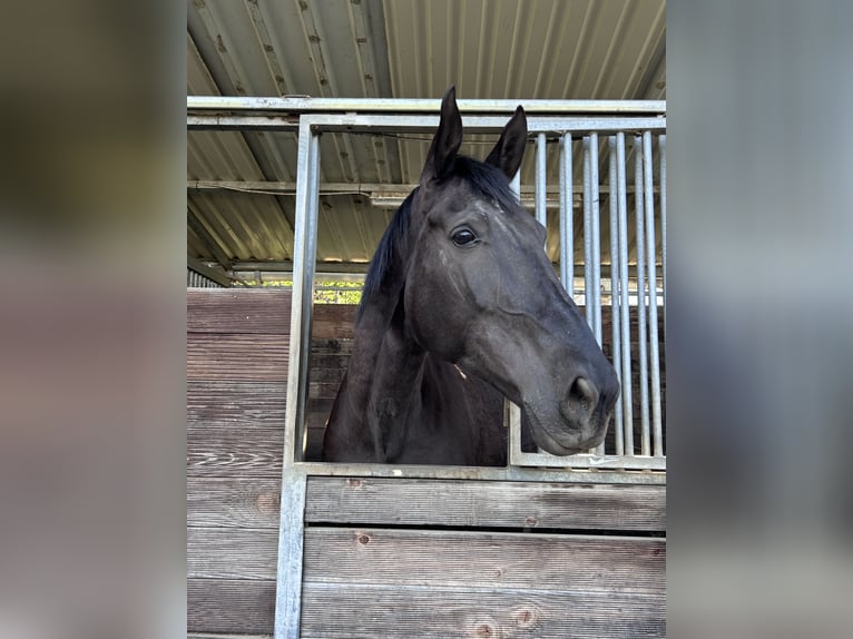 Andalusier Stute 12 Jahre 175 cm Rappe in Köln