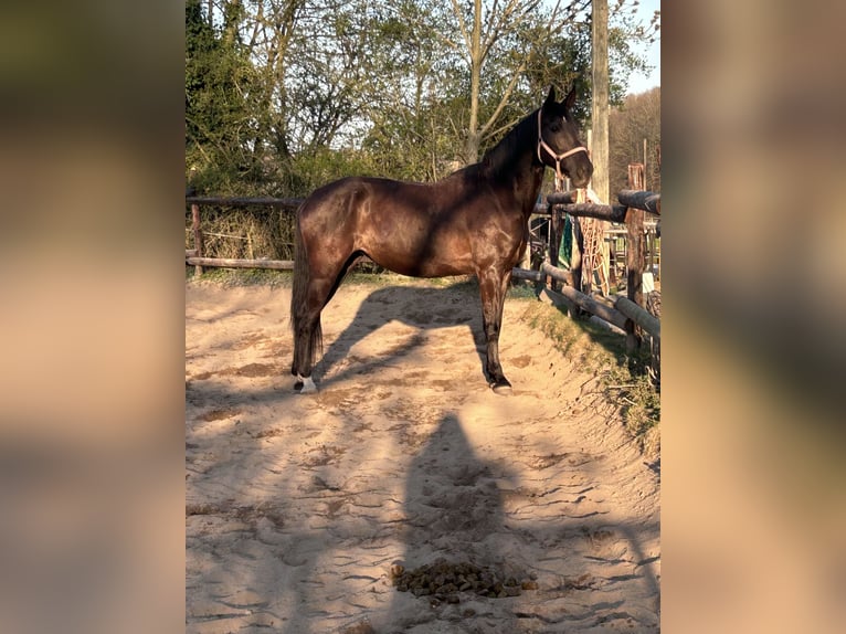 Andalusier Stute 12 Jahre 175 cm Rappe in Köln