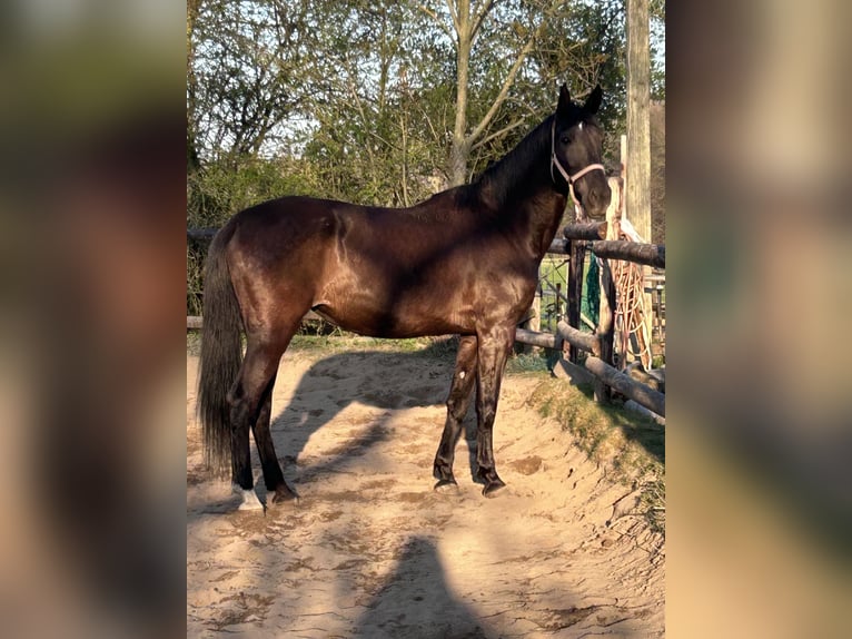 Andalusier Stute 12 Jahre 175 cm Rappe in Köln