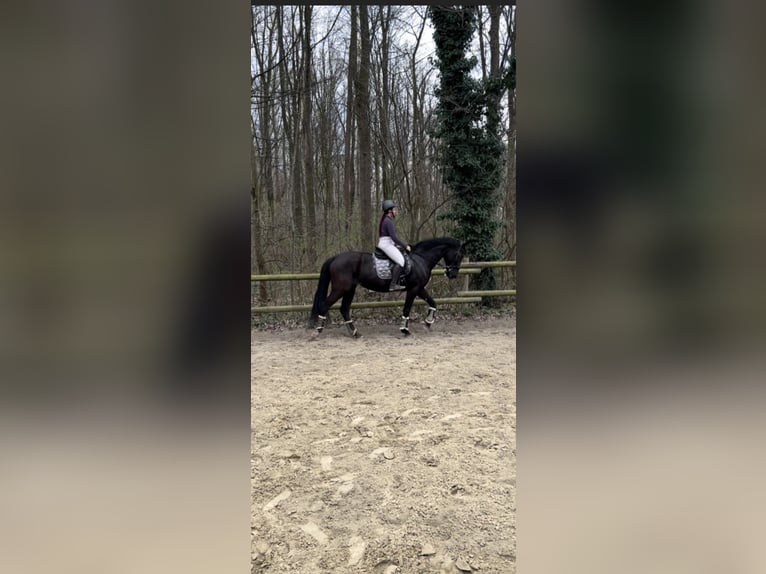 Andalusier Stute 12 Jahre 175 cm Rappe in Köln