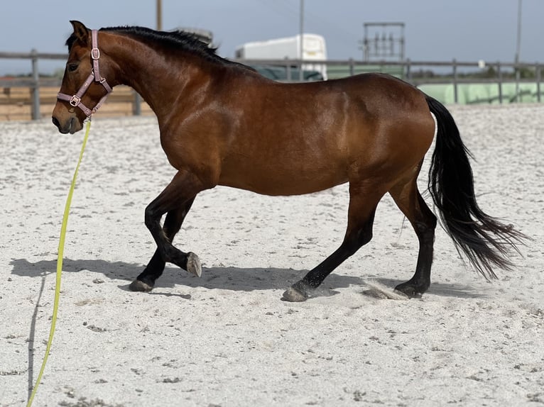 Andalusier Stute 13 Jahre 153 cm Brauner in Lambrechten