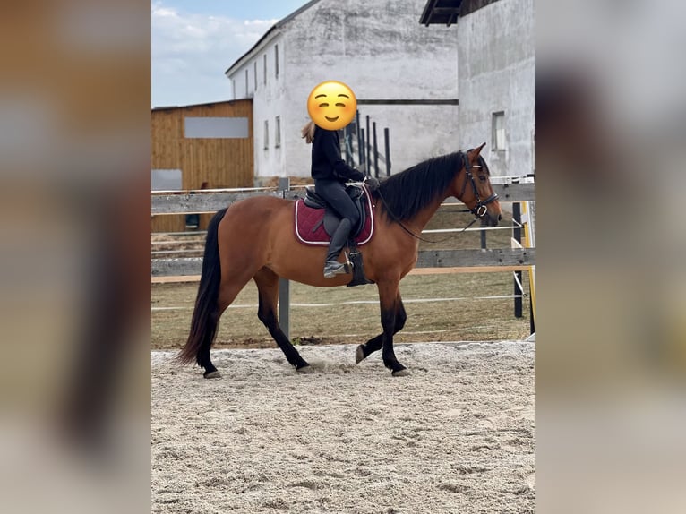 Andalusier Stute 13 Jahre 153 cm Brauner in Lambrechten