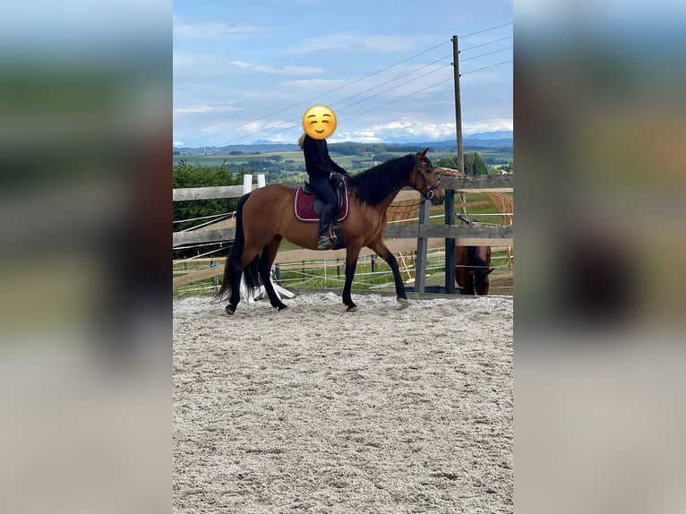 Andalusier Stute 13 Jahre 153 cm Brauner in Lambrechten