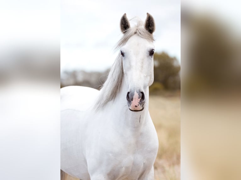 Andalusier Mix Stute 13 Jahre 153 cm Schimmel in Tarbek