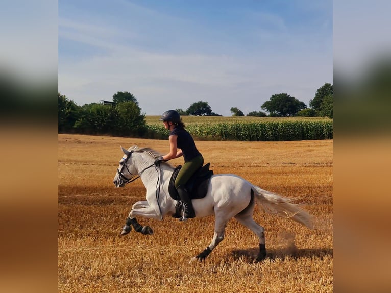 Andalusier Mix Stute 13 Jahre 153 cm Schimmel in Tarbek