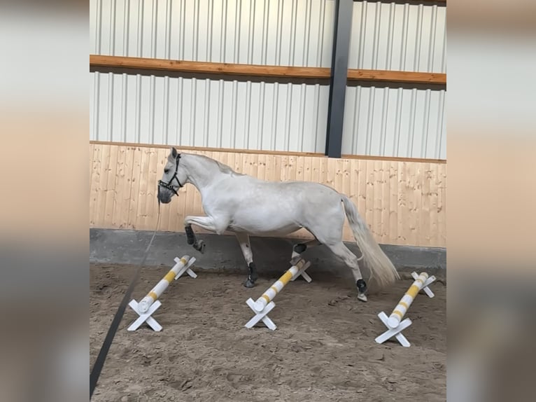 Andalusier Mix Stute 13 Jahre 153 cm Schimmel in Tarbek