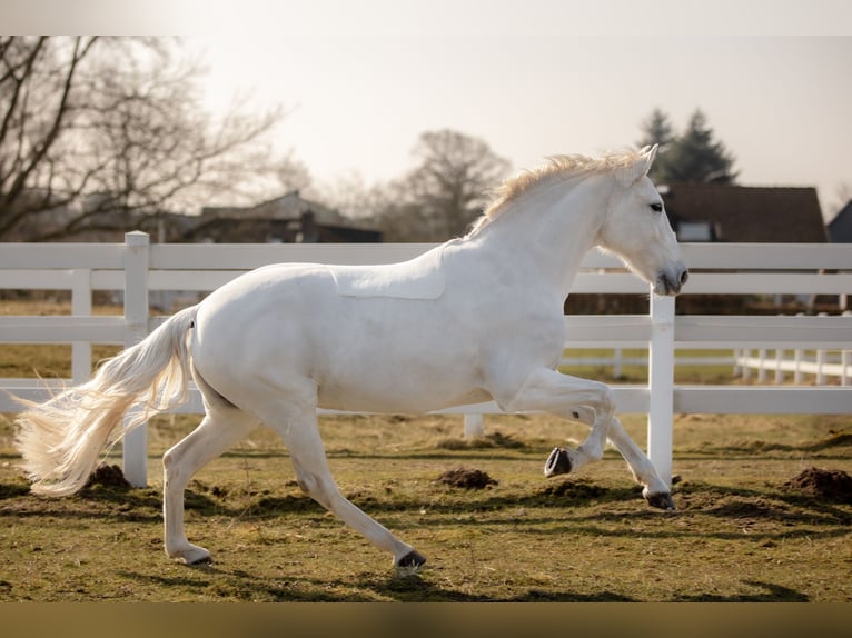 Andalusier Mix Stute 13 Jahre 153 cm Schimmel in Tarbek