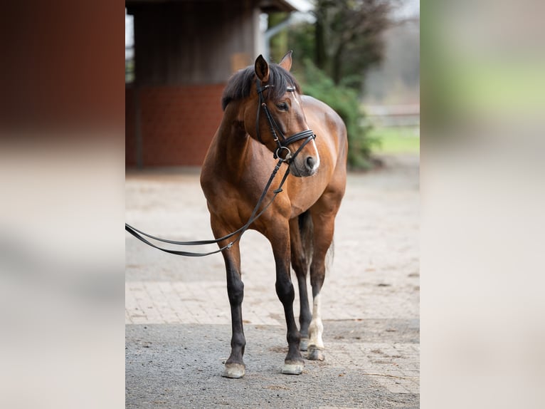 Andalusier Stute 13 Jahre 155 cm Brauner in Lingen
