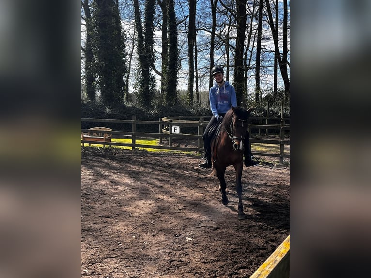 Andalusier Stute 13 Jahre 155 cm Brauner in Lingen