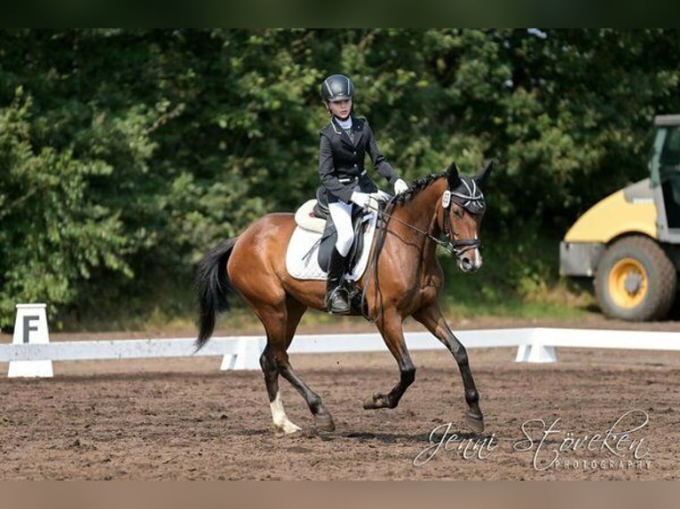 Andalusier Stute 13 Jahre 155 cm Brauner in Lingen