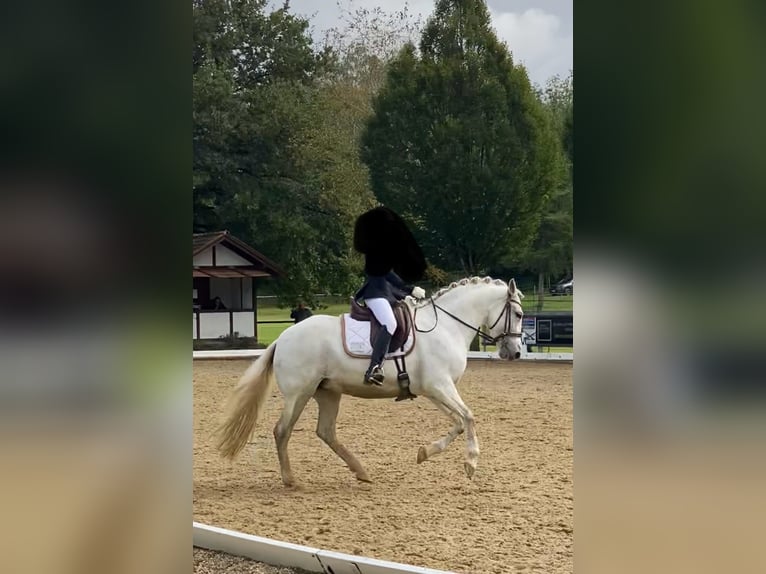 Andalusier Stute 13 Jahre 156 cm Schimmel in Altshausen