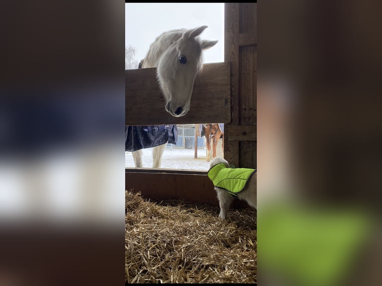 Andalusier Stute 13 Jahre 156 cm Schimmel in Altshausen