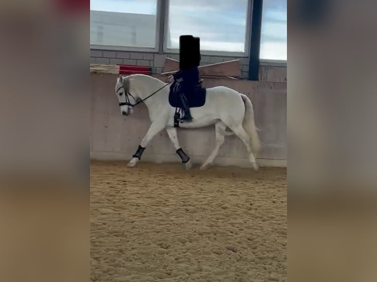 Andalusier Stute 13 Jahre 156 cm Schimmel in Altshausen