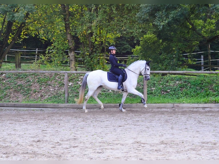 Andalusier Stute 13 Jahre 156 cm Schimmel in Wellheim