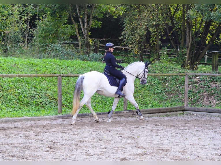 Andalusier Stute 13 Jahre 156 cm Schimmel in Wellheim